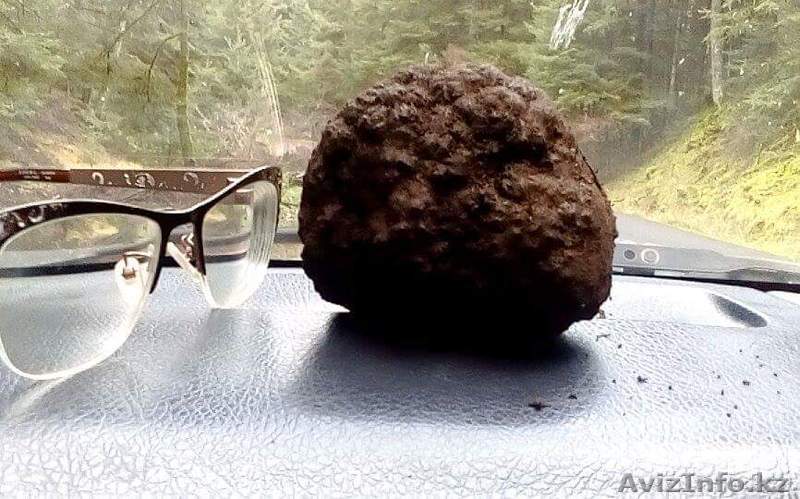 Трюфели чёрные  - Изображение #1, Объявление #1418439