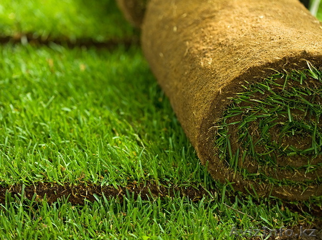 Продажа и укладка рулонного газона в Алматы и Алм.области - Изображение #1, Объявление #1419828