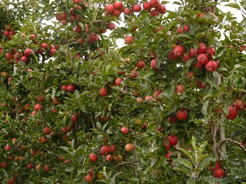 Обрезка плодовых деревьев. Алматы. - Изображение #1, Объявление #1440442