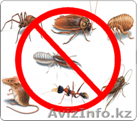 Дератизация дезинсекция дезинфекция в Алматы - Изображение #1, Объявление #1443621
