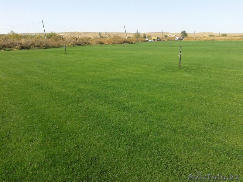 Газон травянной - Изображение #1, Объявление #1436876