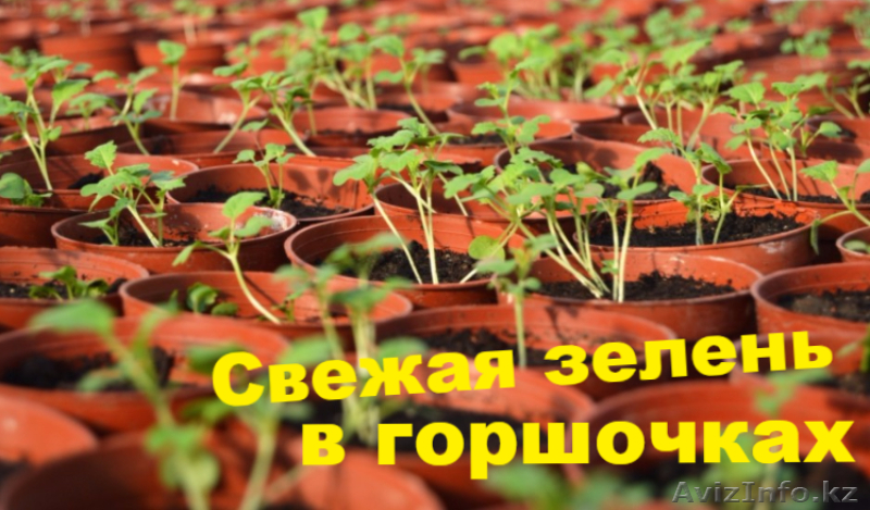 Салаты и пряные травы в горшочках - Изображение #1, Объявление #1428459