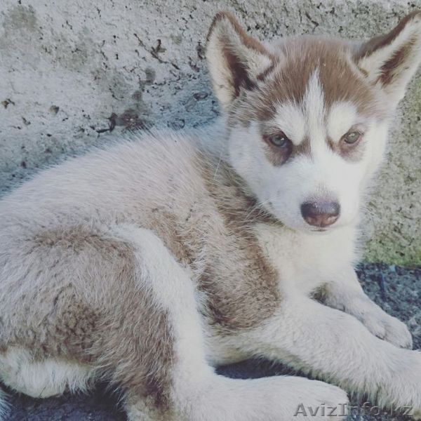 Срочно продам щенка сибирской хаски - Изображение #1, Объявление #1447166