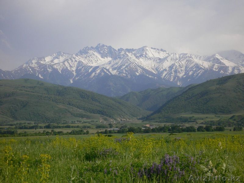 Люцерна, Разнотравье, Сено - Изображение #1, Объявление #1459755