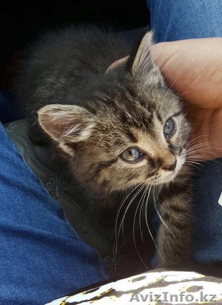 Котенок в хорошие руки - Изображение #1, Объявление #1455806