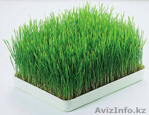 Проращиватель аэросад «Здоровье Клад» - Изображение #1, Объявление #1455260