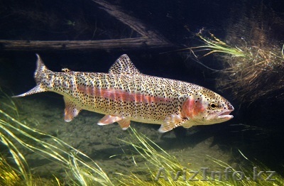 Продам осетр, форель - Изображение #1, Объявление #1466887