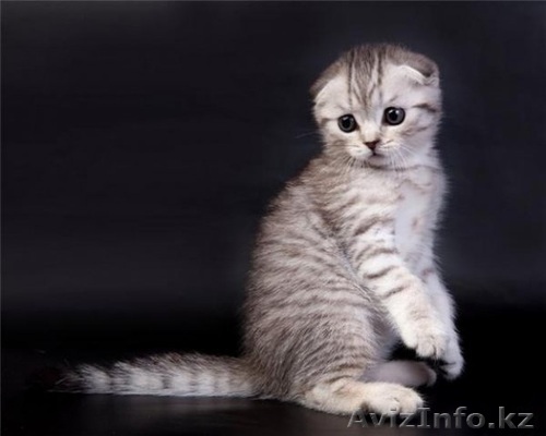 Шотландская вислоухая - Изображение #1, Объявление #1463928