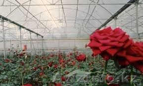 Купить полигаль - Изображение #1, Объявление #1480247