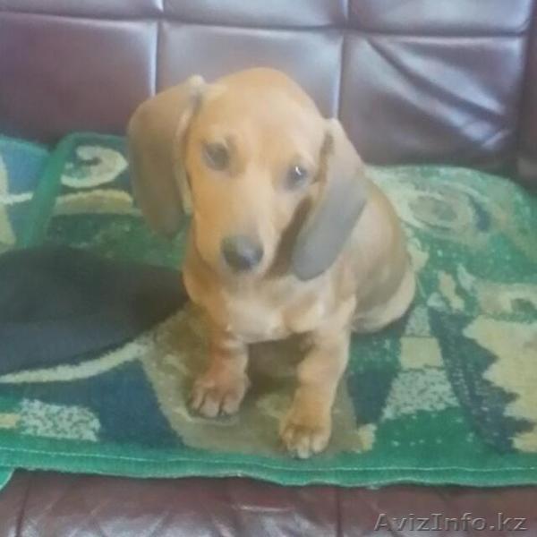 Продам щенка таксы возраст 2 месяца.красивая. - Изображение #1, Объявление #1490988