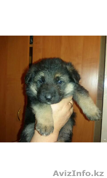 Продам щенков восточно-европейской овчарки - Изображение #1, Объявление #1501864
