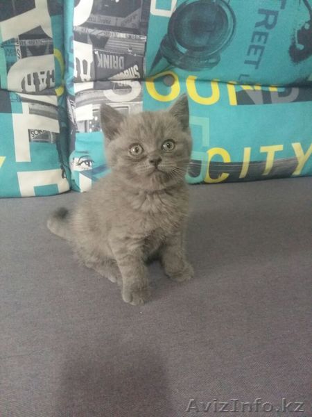 Прямоухая кошечка - Изображение #1, Объявление #932926