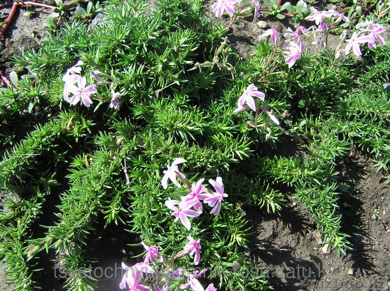 Растения для озеленения  - Изображение #1, Объявление #1516504