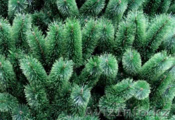 Елки на новый год - Изображение #1, Объявление #1520007