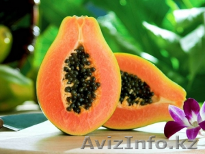 Папайя из Испании - Изображение #1, Объявление #1515536