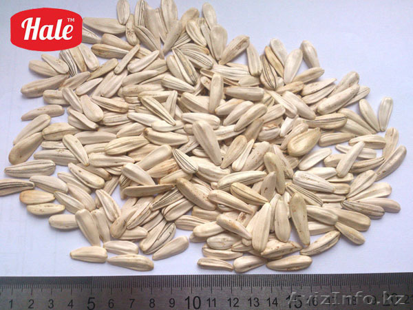 Семечки Высококачественные Белые Кондитерские Оптом - Изображение #1, Объявление #1525649