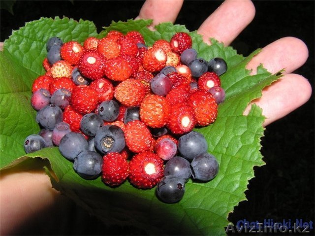 Работа за рубежом в Финляндии.Сезонная работа .Сбор ягод - Изображение #1, Объявление #1528988