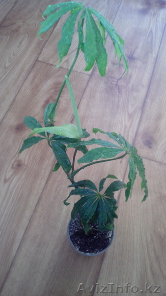 Антуриум.Anthurium polyschistum. - Изображение #1, Объявление #1522620