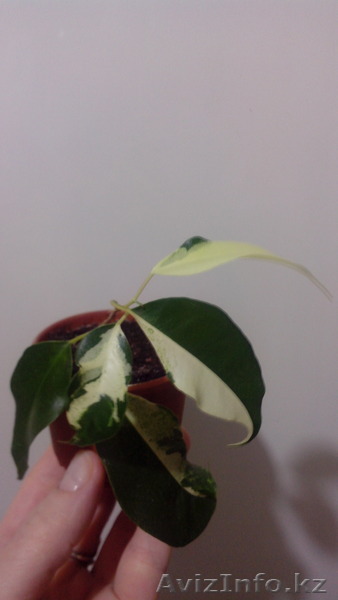 Фикус бенджамина "Фантазия". - Изображение #1, Объявление #1522434