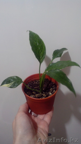 Спатифиллум "Домино". - Изображение #1, Объявление #1522592