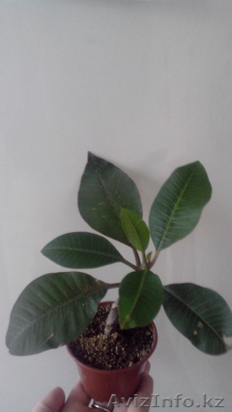 Плюмерия(франжипани). - Изображение #1, Объявление #1522589