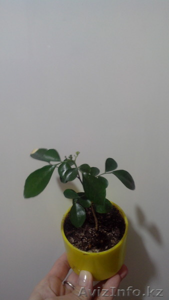 Мурайя метельчатая, кустарник. - Изображение #1, Объявление #1522448