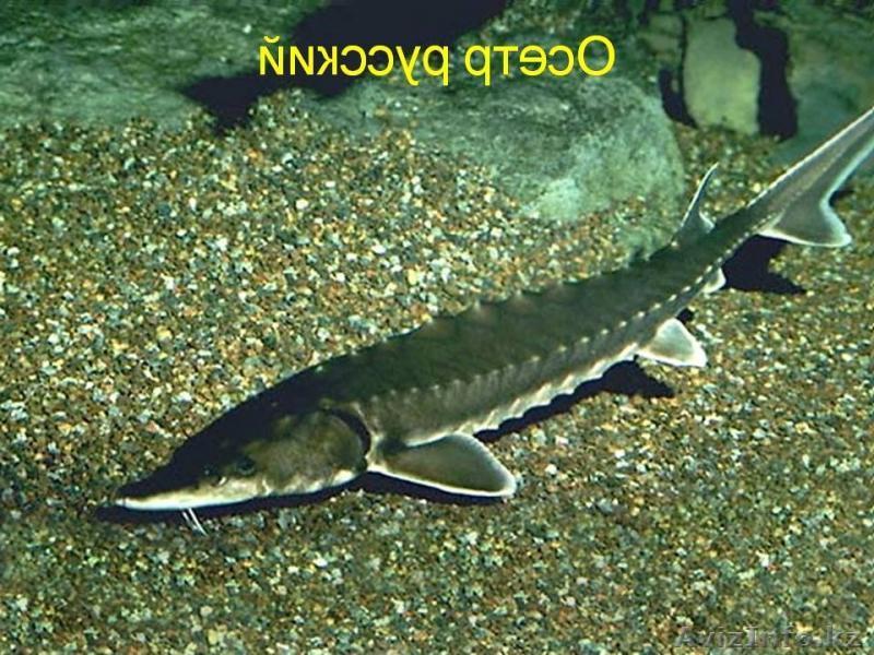 осетр русский продажа в Алматы - Изображение #1, Объявление #1558034