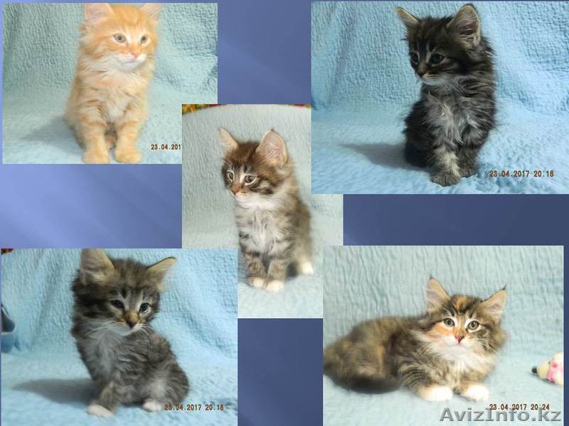 Норвежские лесные котята - Изображение #1, Объявление #1556836