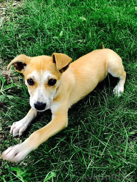 Сара ищет дом.  - Изображение #1, Объявление #1566260