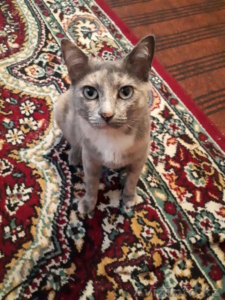 Молодая кошечка Чита очень хочет найти свой дом. - Изображение #1, Объявление #1566256