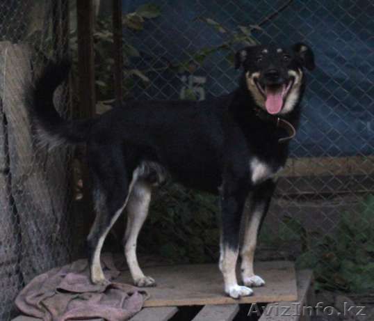 Отдаем в добрые руки Кронс  - Изображение #1, Объявление #1570803