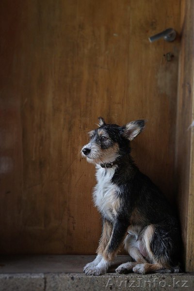 Отдается в добрые руки Муха  - Изображение #1, Объявление #1570820