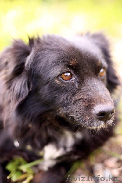 Отдается в добрые руки Дарси  - Изображение #1, Объявление #1570892