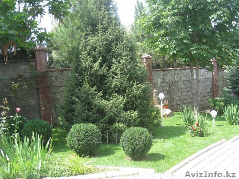 Укладка рулонного газона. - Изображение #1, Объявление #1580118