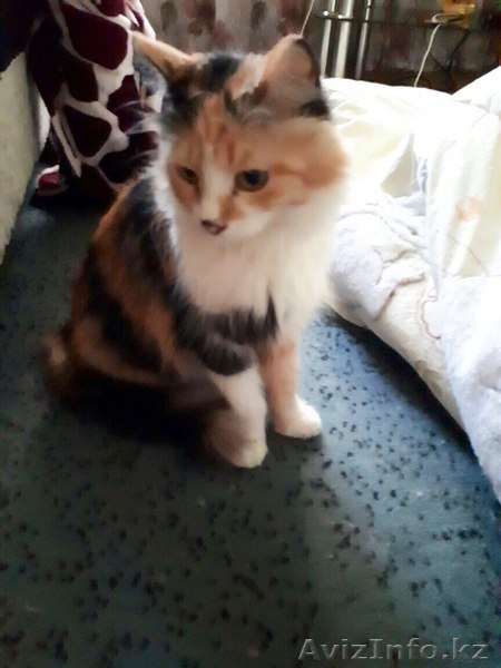 Матильда ждёт своих хозяев!  - Изображение #1, Объявление #1577507