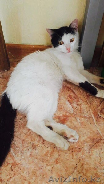 Котик Ачи отдаётся в дар. - Изображение #1, Объявление #1577678