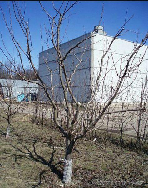 Обрезка формирование кроны плодовых деревьев,  винограда, ягодных кустарников ,  - Изображение #1, Объявление #1579951