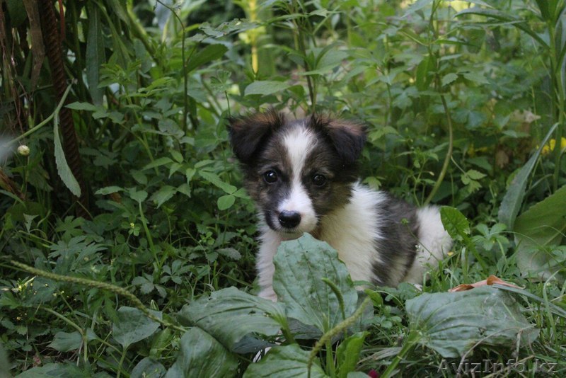 Маленькая очаровашка Таша ищет дом.  - Изображение #1, Объявление #1577516