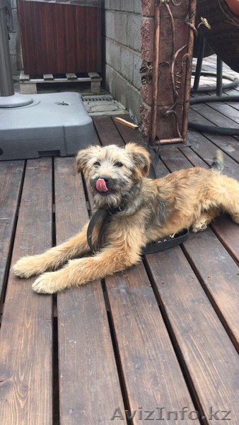 Отдаем в добрые руки Машу. - Изображение #1, Объявление #1577675