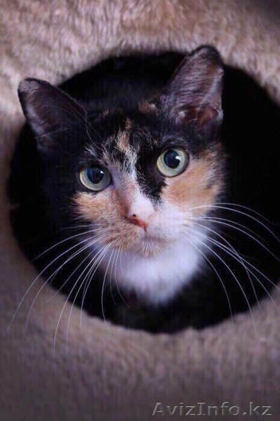 Умита в поиске дома. - Изображение #1, Объявление #1585906