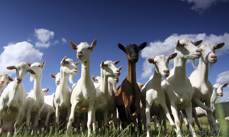 Лучшее диетическое мясо - козлятина по 35 тыс.тенге за тушу 20 кг. - Изображение #1, Объявление #1585746