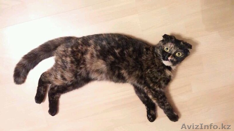 Ищет дом кошечка.   - Изображение #1, Объявление #1586067