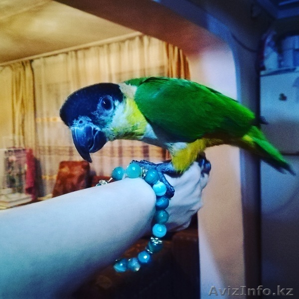 Продам. Ручной попугай каик. Черноголовый ручной попугай - Изображение #1, Объявление #1589041