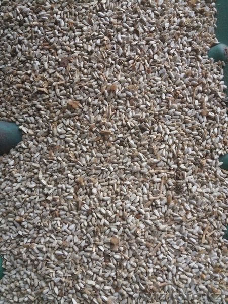 Сафлор - Изображение #1, Объявление #1595244