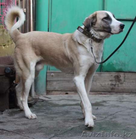 Ищет дом и ответственных хозяев Марс  - Изображение #1, Объявление #1599487