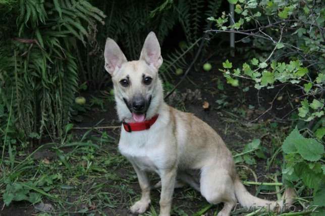 Фея Динь-Динь нужен дом - Изображение #1, Объявление #1599436