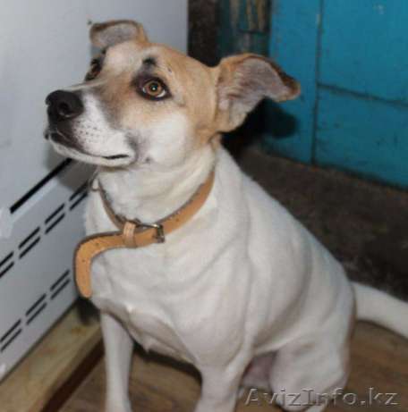 Сильный и независимый парень Валя ищет себе хозяев. - Изображение #1, Объявление #1599068