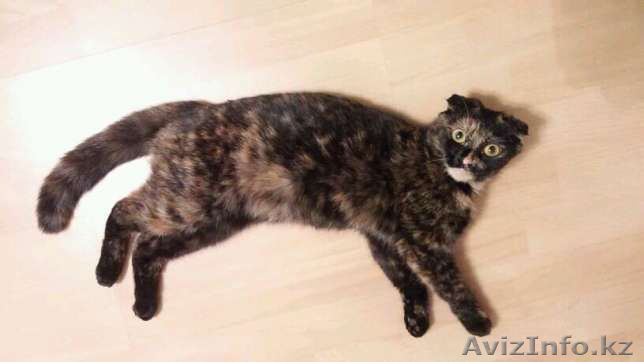 Нужен дом кисе - Изображение #1, Объявление #1599466