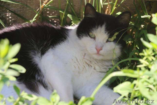 Ищем хозяев для Машеньки - Изображение #1, Объявление #1599460