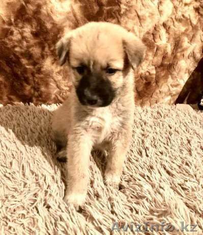 Ищем дом. - Изображение #1, Объявление #1599462